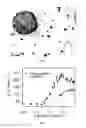Fig. 03 - MAGNETIC AND FLUORESCENT REVERSE NANOASSEMBLIES