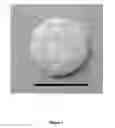 Fig. 02 - Method for Preparing Porous Scaffold for Tissue Engineering, Cell Culture and Cell Delivery