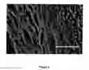 Fig. 03 - Method for Preparing Porous Scaffold for Tissue Engineering, Cell Culture and Cell Delivery