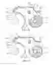 Fig. 07 - Dry powder inhalers