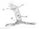 Fig. 01 - ENGAGEMENT AND DELIVERY CATHETER SYSTEMS