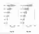 Fig. 03 - Interaural coherence based cochlear stimulation using adapted fine structure processing