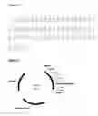 Fig. 06 - Mutated immunoglobulin-binding protein