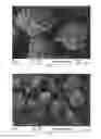 Fig. 02 - Process for producing a calcium phosphate reactant, reactant obtained and use thereof in the purification of liquid effluents