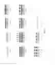 Fig. 06 - Microfluidic device that separates cells