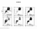 Fig. 31 - Systems and methods for particle focusing in microchannels