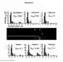 Fig. 40 - Systems and methods for particle focusing in microchannels