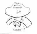 Fig. 01 - Radial rolling process for ring product that can control strain distribution of ring product