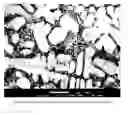 Fig. 02 - Infiltrated Segregated Ferrous Materials