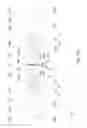 Fig. 43 - Undulating Plastic Film Supporting and Aligning Apparatus
