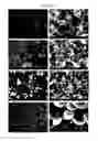 Fig. 16 - Method of carbon coating on nanoparticle and carbon coated nanoparticle produced by the same