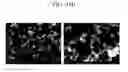 Fig. 80 - Method of carbon coating on nanoparticle and carbon coated nanoparticle produced by the same