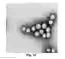 Fig. 06 - Pt (IV) derivatives and nanocarriers comprising them