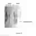 Fig. 14 - Fluorescent and colored proteins and methods for using them