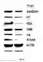 Fig. 07 - TREATING HUMAN IMMUNODEFICIENCY VIRUS INFECTIONS