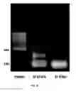 Fig. 24 - TREATING HUMAN IMMUNODEFICIENCY VIRUS INFECTIONS