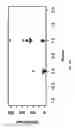 Fig. 25 - TREATING HUMAN IMMUNODEFICIENCY VIRUS INFECTIONS