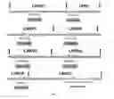 Fig. 05 - Modified recombinant variable lymphocyte receptors (VLR)