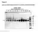 Fig. 03 - GITRL-collectin fusion proteins and encoding nucleic acids