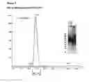 Fig. 06 - GITRL-collectin fusion proteins and encoding nucleic acids