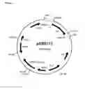 Fig. 59 - ALBUMIN VARIANTS AND CONJUGATES