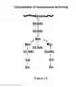 Fig. 16 - GLYCOPROTEIN SYNTHESIS AND REMODELING BY ENZYMATIC TRANSGLYCOSYLATION