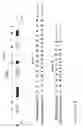 Fig. 23 - Engineered antibody constant domain molecules