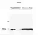 Fig. 24 - Engineered antibody constant domain molecules