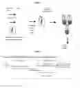 Fig. 03 - Modified antibody containing the cleavable peptide with the amino acid sequence TGRGPSWV