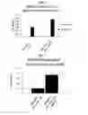 Fig. 04 - Modified antibody containing the cleavable peptide with the amino acid sequence TGRGPSWV