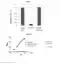Fig. 08 - Modified antibody containing the cleavable peptide with the amino acid sequence TGRGPSWV