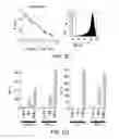 Fig. 05 - Mesothelin-targeted chimeric antigen receptors and uses thereof