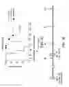 Fig. 09 - Mesothelin-targeted chimeric antigen receptors and uses thereof
