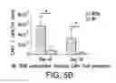 Fig. 14 - Mesothelin-targeted chimeric antigen receptors and uses thereof