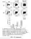 Fig. 22 - Mesothelin-targeted chimeric antigen receptors and uses thereof