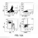 Fig. 28 - Mesothelin-targeted chimeric antigen receptors and uses thereof