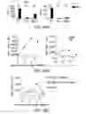 Fig. 67 - Mesothelin-targeted chimeric antigen receptors and uses thereof