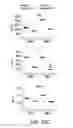 Fig. 94 - Mesothelin-targeted chimeric antigen receptors and uses thereof