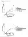 Fig. 63 - MULTIMERIC FC PROTEINS