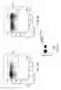 Fig. 07 - Anti-CD47 antibodies and methods of use