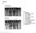 Fig. 03 - Antibody-fynomer conjugates