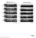 Fig. 05 - SOLVENT-BASED METHODS FOR PRODUCTION OF GRAPHENE NANORIBBONS