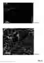 Fig. 35 - SOLVENT-BASED METHODS FOR PRODUCTION OF GRAPHENE NANORIBBONS