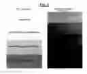 Fig. 03 - Radioopaque, iodine functionalized phenylalanine-based poly(ester urea)s