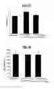 Fig. 14 - Radioopaque, iodine functionalized phenylalanine-based poly(ester urea)s