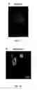 Fig. 08 - Three-dimensional nanofabrication by patterning of hydrogels