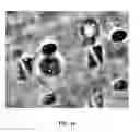 Fig. 32 - Three-dimensional nanofabrication by patterning of hydrogels