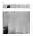 Fig. 02 - Plasticizer composition and resin composition, and preparation method thereof
