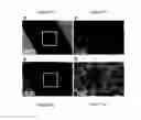 Fig. 16 - Methods for preparation of concentrated graphene ink compositions and related composite materials