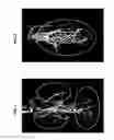 Fig. 02 - Rapid growth activator